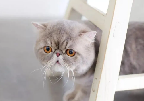 猫界最“怂”的6种猫,胆子比老鼠还小,中看不中用 猫界最“怂”的6种猫,胆子比老鼠还小,中看不中用