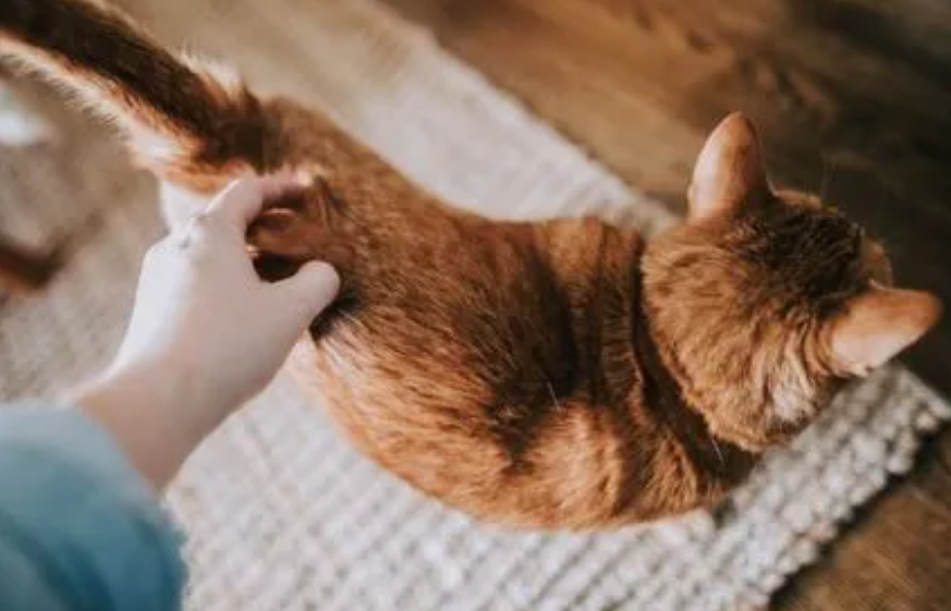 艾滋病人能养猫和狗吗