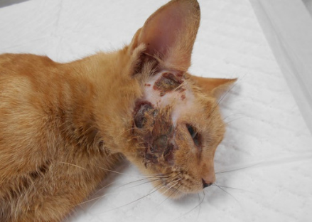 猫受伤自愈是靠睡觉吗
