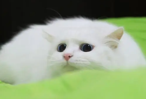 猫羊水破了一天一夜还没有生 猫羊水破了一天一夜还没有生