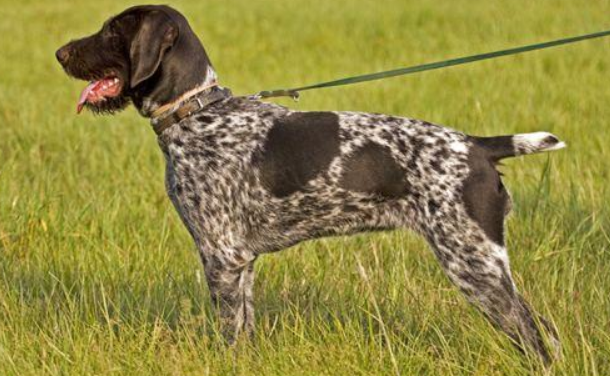 沙克犬与惠比犬哪个好 沙克犬与惠比犬哪个好