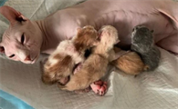 猫下崽子怎么接生