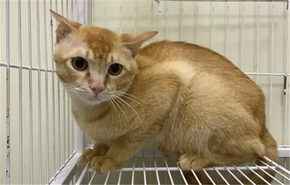 雀猫能作为宠物吗