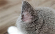猫癣只有毛上有荧光
