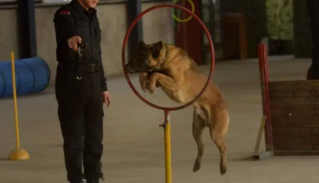 犬的训练科目主要有哪些 犬的训练科目主要有哪些