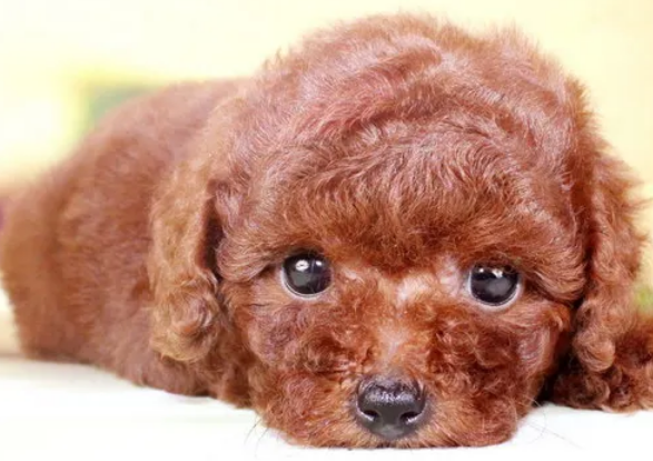 泰迪狗最便宜多少钱一只？纯种泰迪幼犬的价格