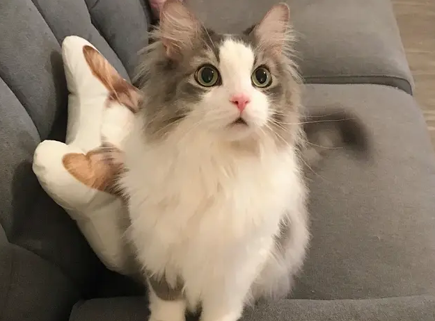 猫养两只还是一只科学