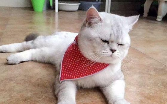猫癣多久才会好