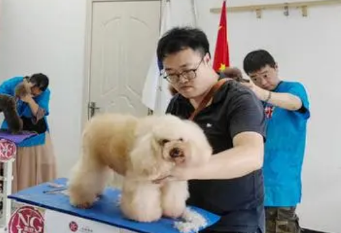 十年宠物行业大风口!宠物美容师怎么考、考什么、好考吗、时间? 十年宠物行业大风口!宠物美容师怎么考、考什么、好考吗、时间?