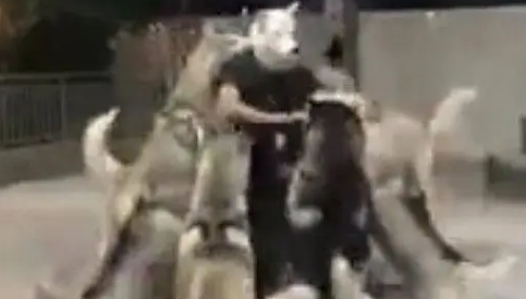主人带上狼面具后,立马被一群哈士奇围攻,这画面真是太惨了 主人带上狼面具后,立马被一群哈士奇围攻,这画面真是太惨了