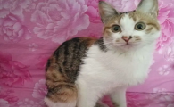 猫死了当天埋还是三天后再埋