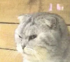 宠物店一只猫长大了还没卖出去,看到人就一脸杀气:谁敢买我! 宠物店一只猫长大了还没卖出去,看到人就一脸杀气:谁敢买我!