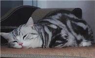 猫死在家里会有什么不好的吗