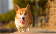 英国十大贵族名犬
