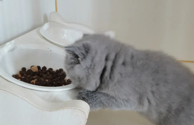 猫盼猫粮猫不吃