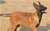 红狼犬怎么看纯不纯