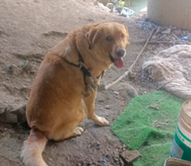 拉布拉多被拴在河边,胖乎乎的不像是流浪狗,为何主人要养在这?