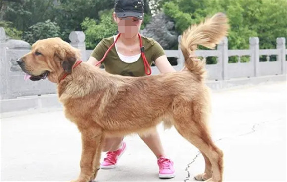 牵犬师培训学校如何考取 牵犬师培训学校如何考取