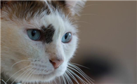 猫须需要剪吗