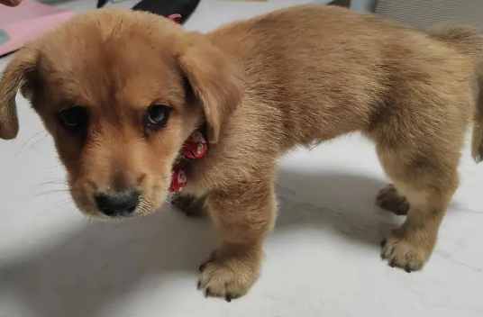 买狗买到星期狗了怎么办