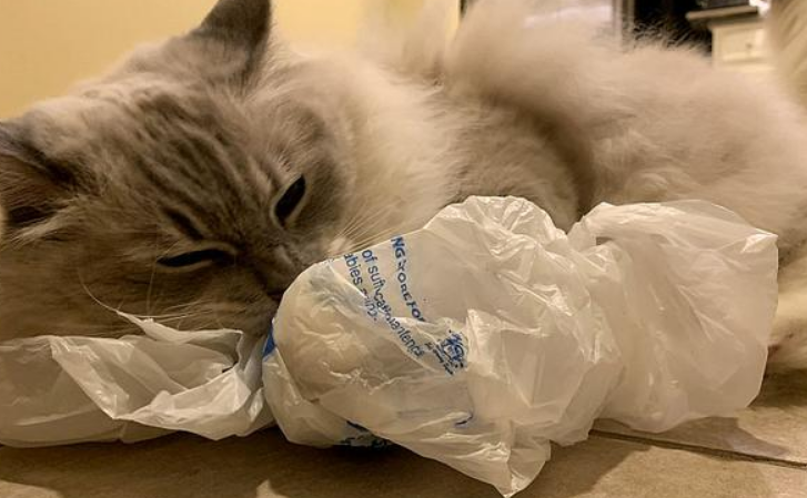 猫舔塑料袋是怎么回事