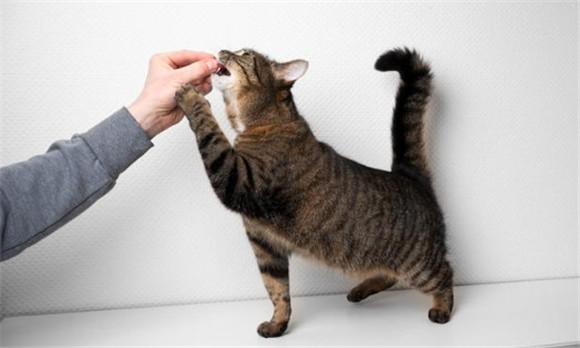 猫摇尾巴是代表什么心情 猫摇尾巴是代表什么心情