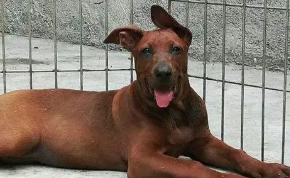 虎头红狼犬图片高清
