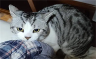 猫咬裤脚是什么征兆
