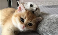 罗小猫猫子喝农药抢救画面全过程