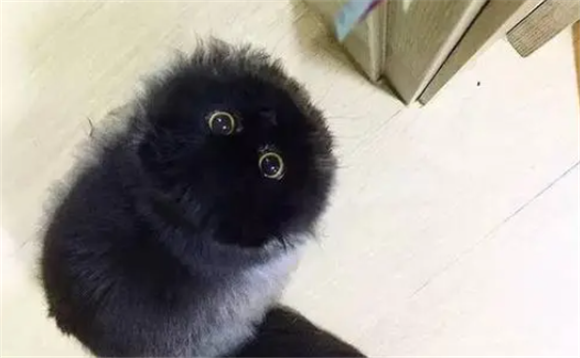 像小煤球一样的猫