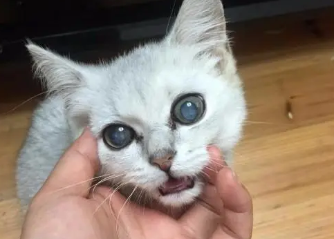 猫眼球变白色像失明一样