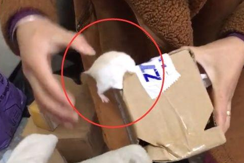 仓鼠中途钻出快递盒，真是难为快递员了，还要把它塞回去