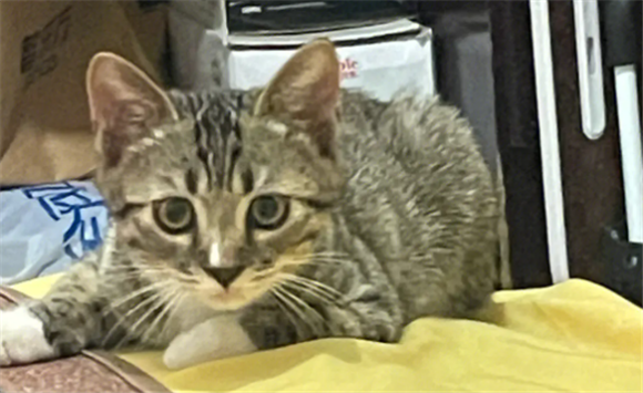 雀猫和狸花猫哪个聪明 雀猫和狸花猫哪个聪明