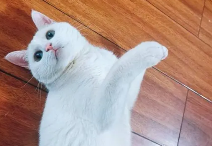 白猫不吉利还是黑猫不吉利