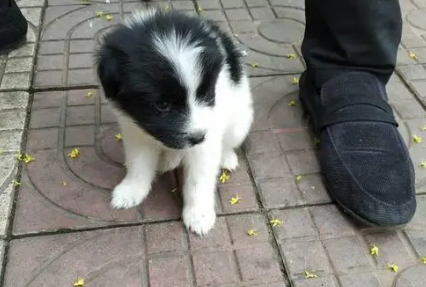 奶牛狗有几种颜色 奶牛狗有几种颜色