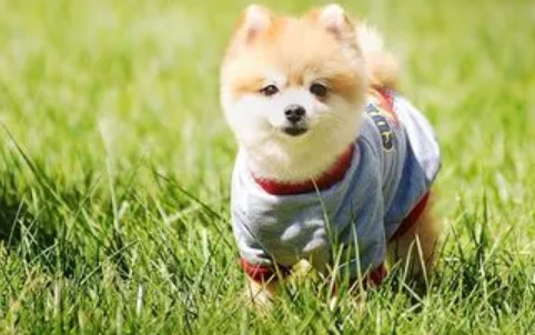 狗会来月经吗