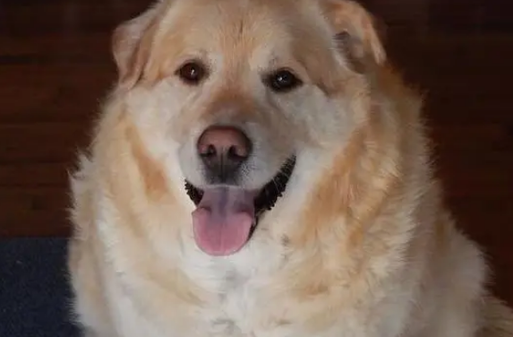 兽医学生帮助125磅重的金毛猎犬减肥 兽医学生帮助125磅重的金毛猎犬减肥