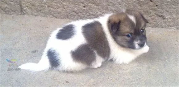 宠物狗牛奶犬是什么品种
