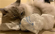 猫舔塑料袋是怎么回事