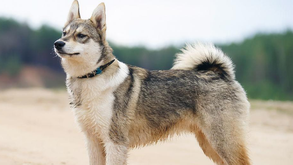 莱卡犬介绍分几种