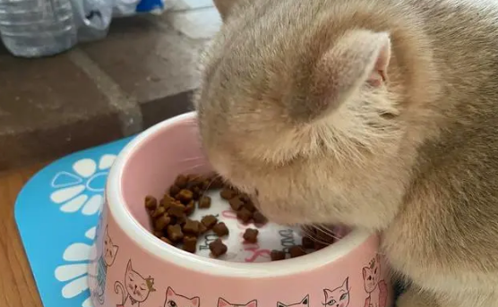 宠芙恋猫粮工厂 宠芙恋猫粮工厂