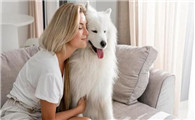 两个月大的萨摩耶幼犬吃什么狗粮好