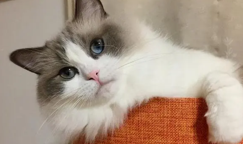 100个好听到爆的猫咪名字