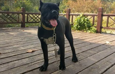 黑豹犬图片及价格多少钱 黑豹犬图片及价格多少钱