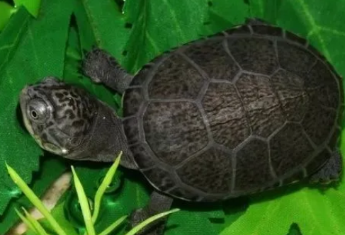 如何让仿野生龟缸没有异味 如何让仿野生龟缸没有异味