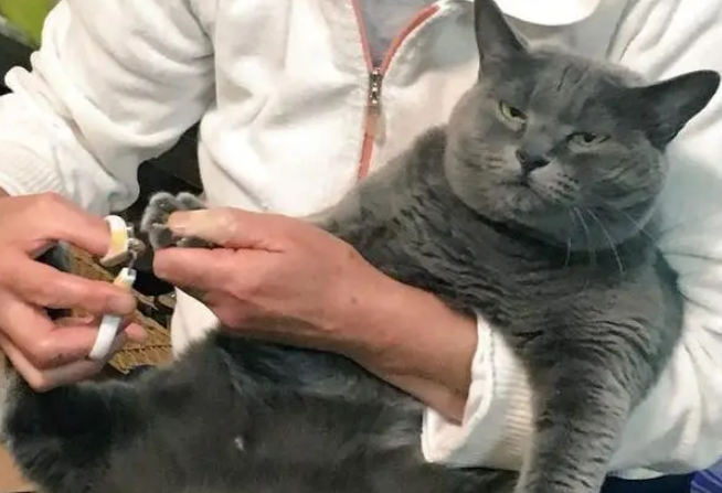 岁月是猪饲料?网友晒自己收养的流浪猫,可爱小猫长成“大叔” 岁月是猪饲料?网友晒自己收养的流浪猫,可爱小猫长成“大叔”