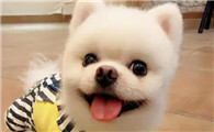 俊介博美犬和博美哪个贵