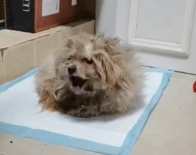 流浪狗在马路上乱窜,女生犹豫片刻开车调头来找,它竟乖巧的出奇 流浪狗在马路上乱窜,女生犹豫片刻开车调头来找,它竟乖巧的出奇