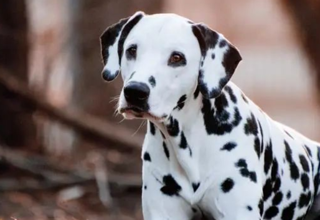 大麦町犬价格图片