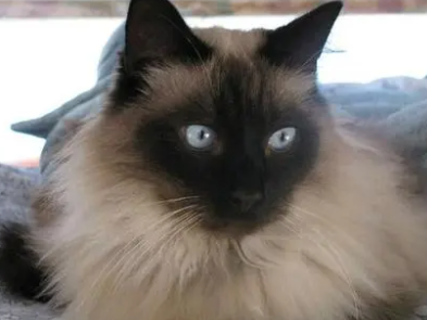 巴厘猫和暹罗猫的区别哪个贵